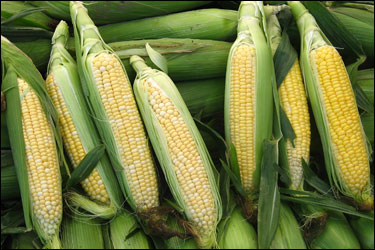 fresh-corn.jpg